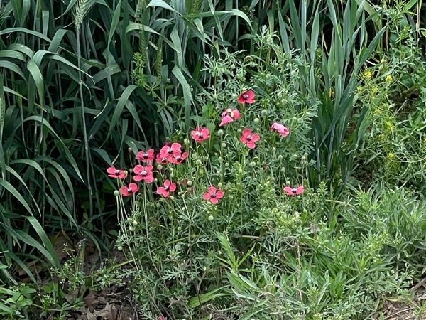 <h3><a href="/trips/ebro/biota/plantae/tracheophyta/magnoliopsida/ranunculales/papaveraceae/papaver hybridum/papaver hybridum-nl.html">Papaver&nbsp;hybridum</a> / Rough&nbsp;poppy / </h3>Apple met iPhone 12 Pro back triple camera 6mm f/2, 1/266 sec  bij F2.0, ISO 25